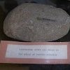 Stone axe found in hills near Paynes Crossing, Wollombi Museum c1998